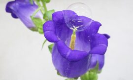 Flowers now can be pollinated with robots