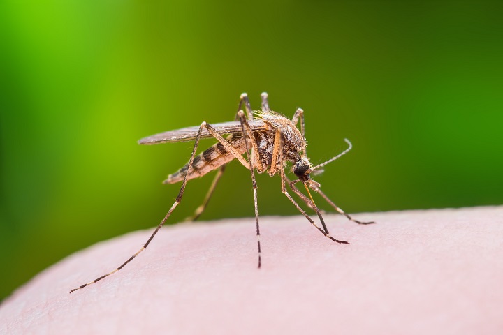 West Nile Virus transmitting mosquito