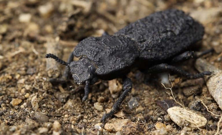 Read more about the article Secret discovered of devil beetle: This armored beetle can support the weight of 39,000 people