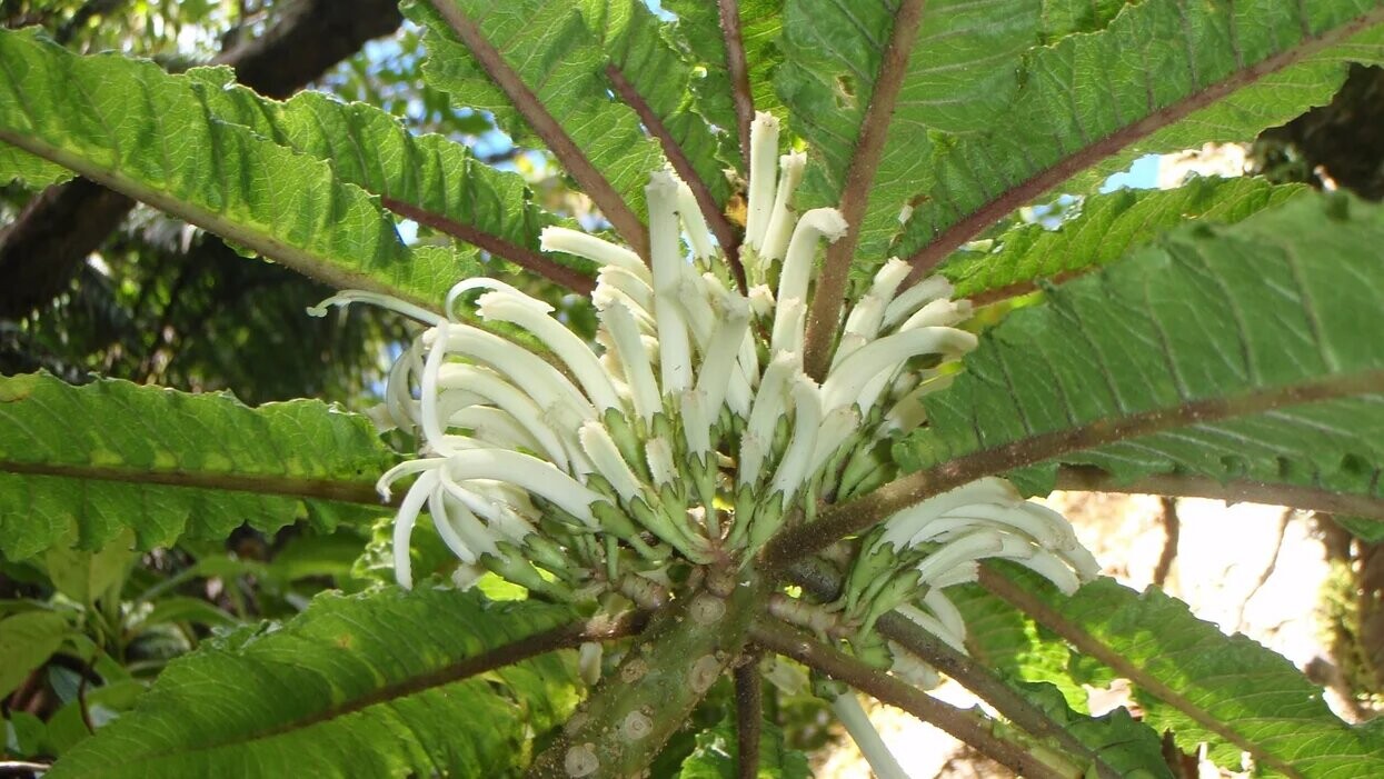Cyanea heluensis plant