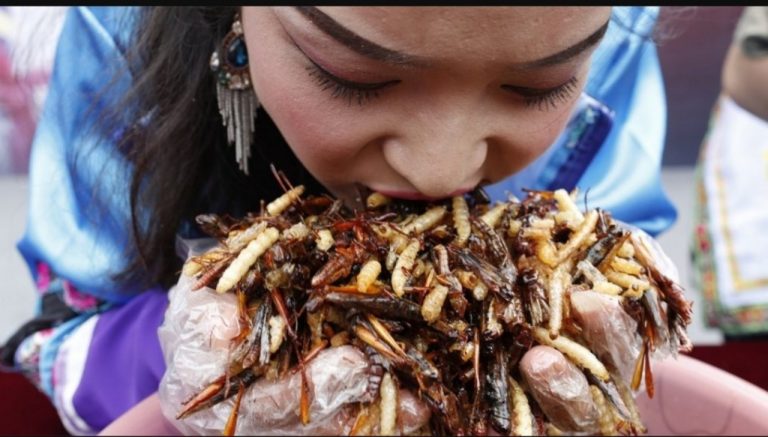 Read more about the article Why don’t you want to eat insects though they are considered “superfoods”