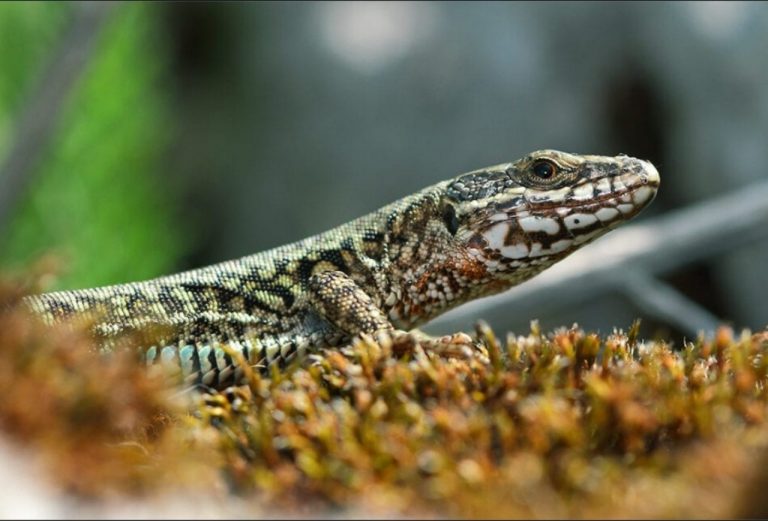 Read more about the article Here’s What People Are Saying About Lizards