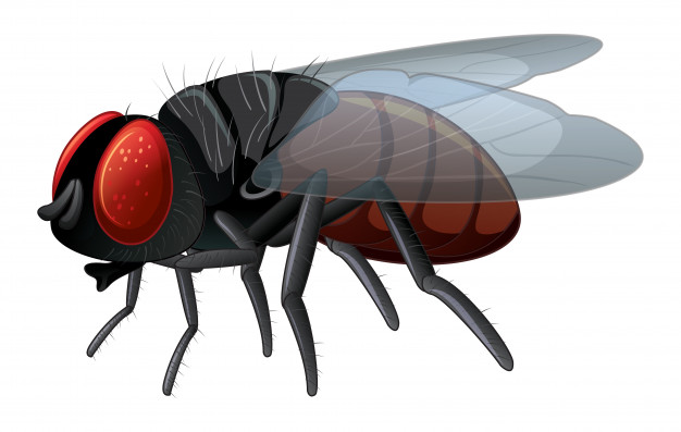 extraordinary facts about flies