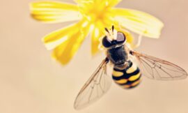 These are the Importance of Wasps you should aware about