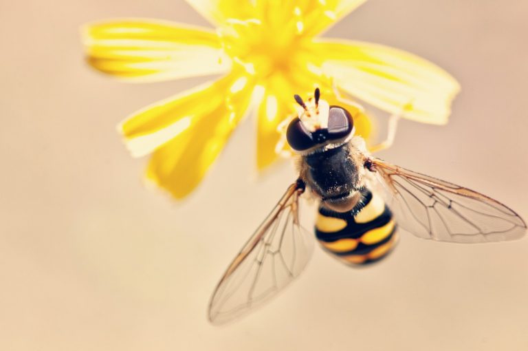 Read more about the article These are the Importance of Wasps you should aware about