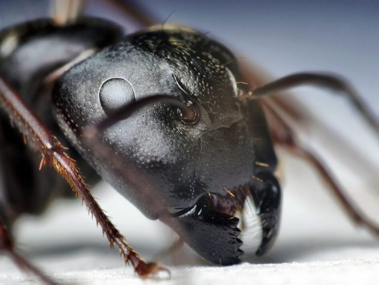 Read more about the article This amazing metal teeth of ants