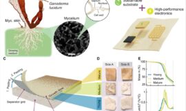 Mushroom based Electronic Chips Could Revolutionize the Electronics Industry