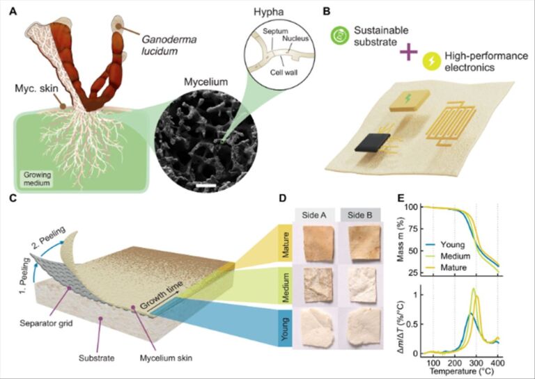 Read more about the article Mushroom based Electronic Chips Could Revolutionize the Electronics Industry