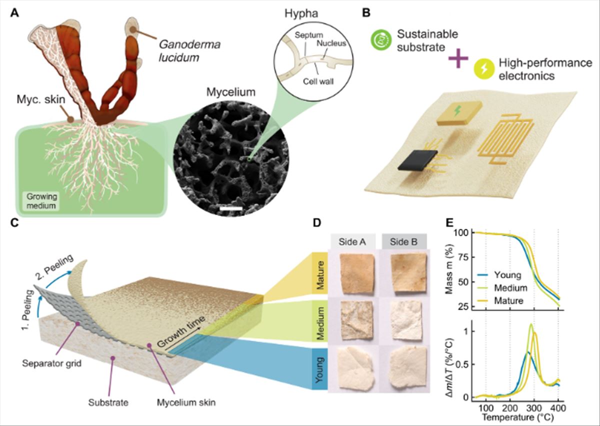 BIODEGRADABLE MUSHROOM-BASED ELECTRONIC CHIPS